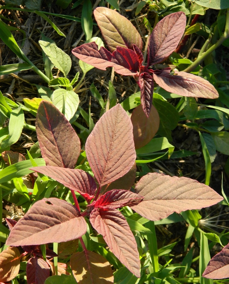 Image of Amaranthus hypochondriacus specimen.