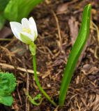 Ornithogalum balansae