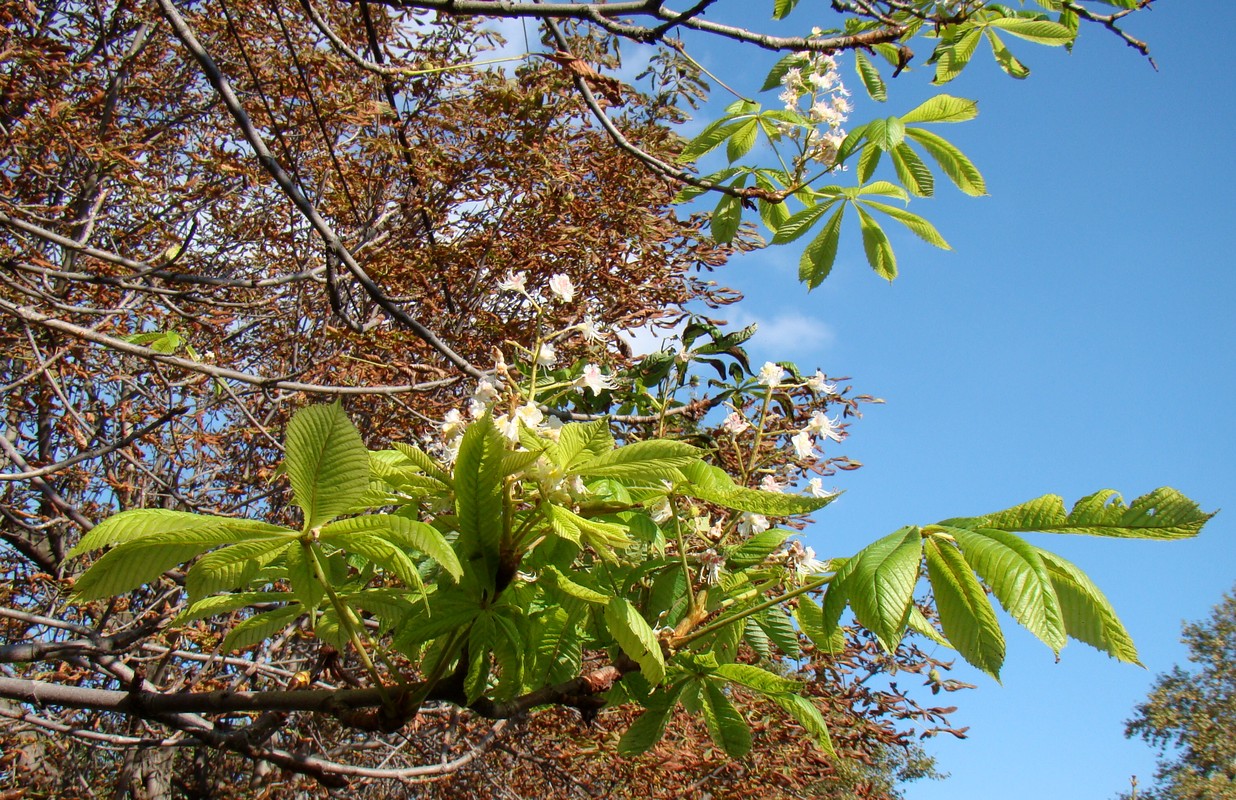 Image of Aesculus hippocastanum specimen.