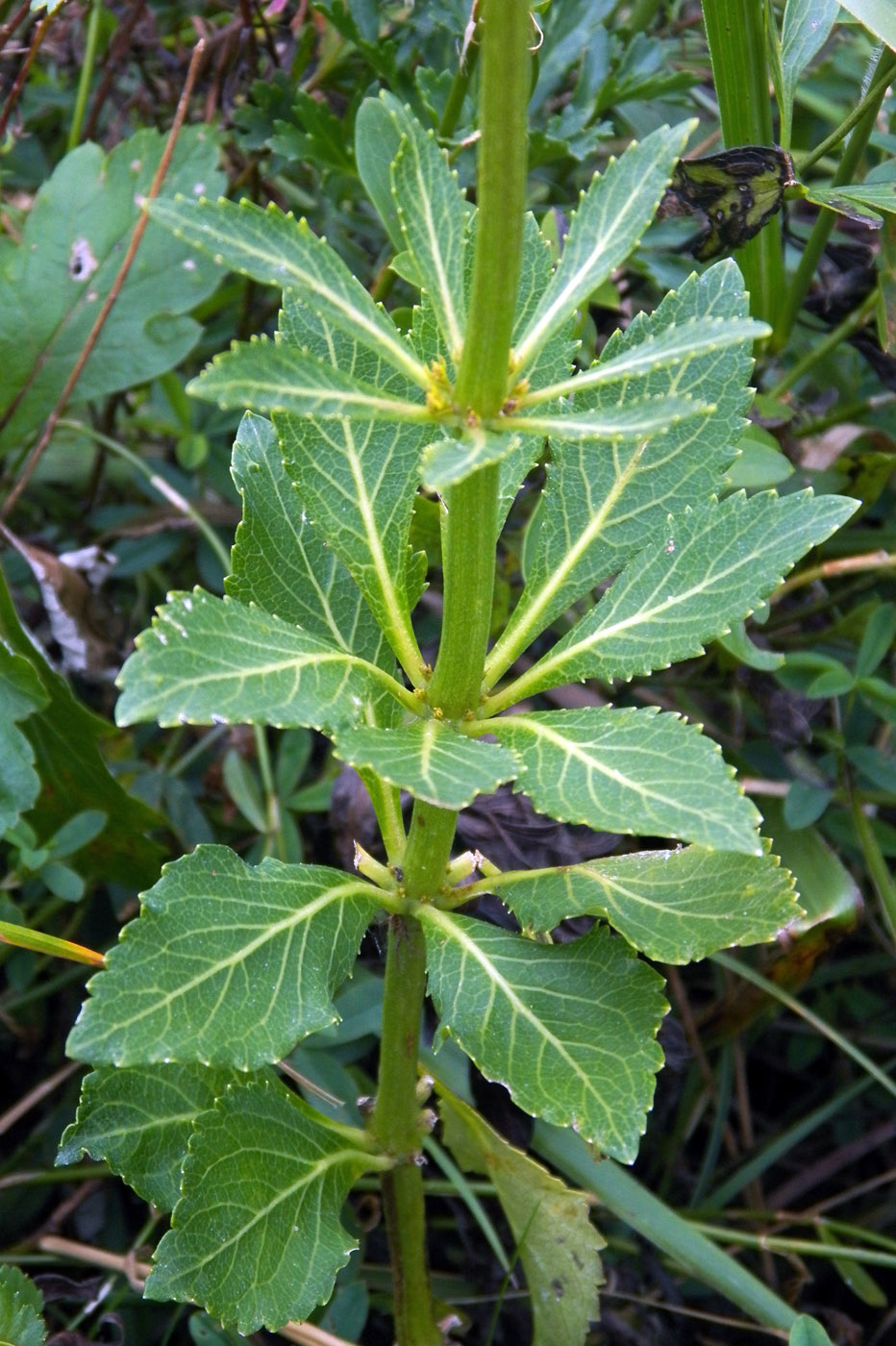 Image of Adenophora verticillata specimen.