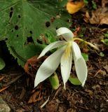 Crocus vallicola