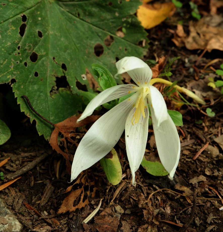 Image of Crocus vallicola specimen.