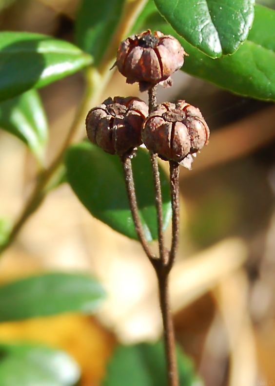 Image of Chimaphila umbellata specimen.