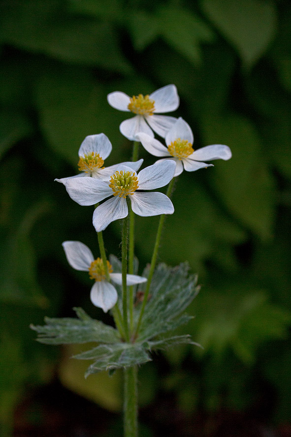 Image of Anemonastrum crinitum specimen.