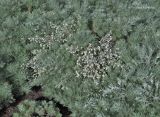 Artemisia schmidtiana