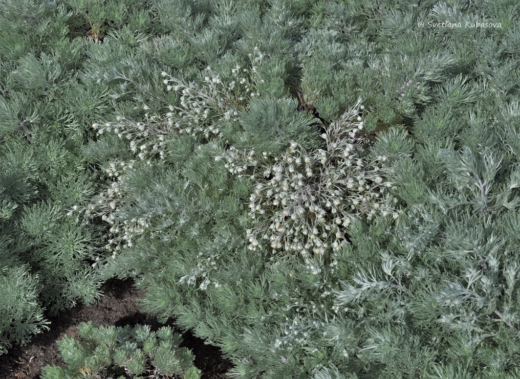 Image of Artemisia schmidtiana specimen.