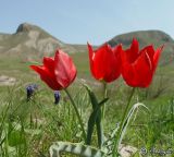 Tulipa suaveolens