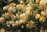 Rhododendron japonicum разновидность aureum. Часть кроны цветущего растения. Санкт-Петербург, Ботанический сад БИН РАН. 10.06.2015.