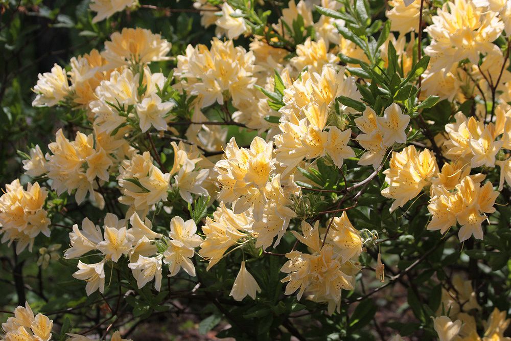 Image of Rhododendron japonicum var. aureum specimen.