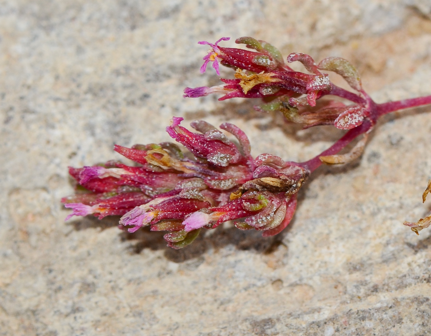 Image of Frankenia pulverulenta specimen.