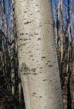 ordo Lecanorales. Часть ствола Alnus incana с талломами. Окр. Архангельска, лес. 22.04.2013.