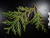 Thuja standishii