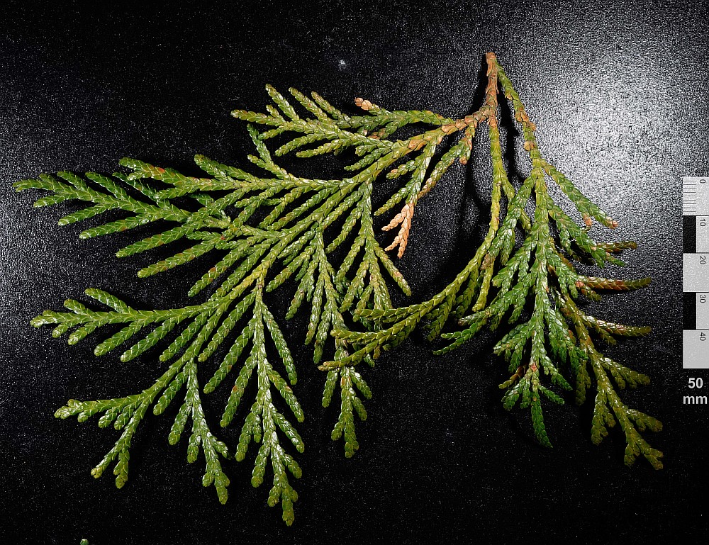 Image of Thuja standishii specimen.