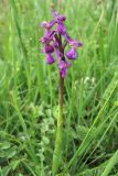 Anacamptis morio