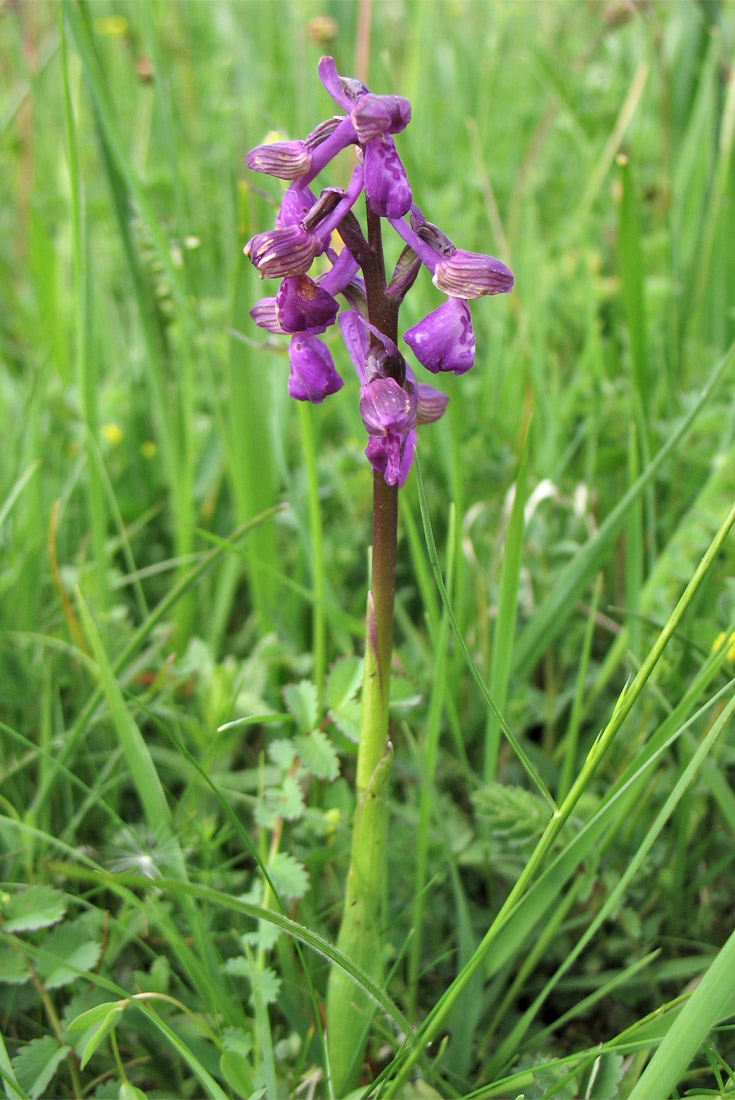 Изображение особи Anacamptis morio.