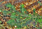 Taxus baccata