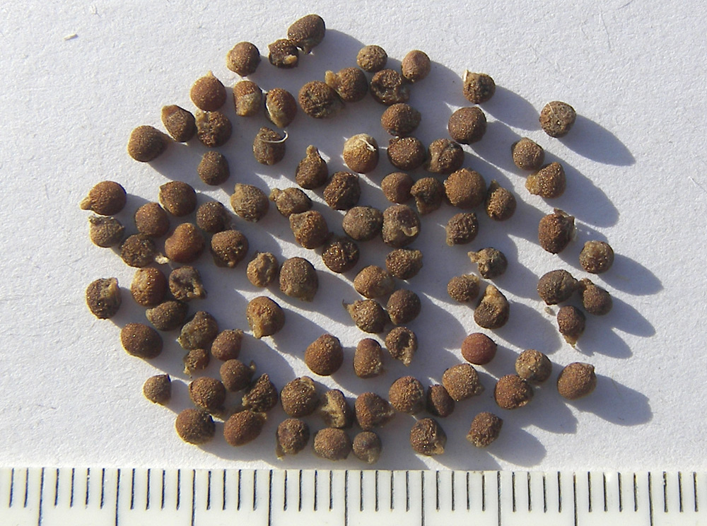 Image of Merendera eichleri specimen.