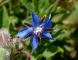 Borago officinalis. Цветок. Украина, г. Запорожье, Прибрежная автомагистраль, заросшая клумба возле магазина Alfa Automotive Group. 26.06.2016.