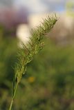 Poa bulbosa ssp. vivipara