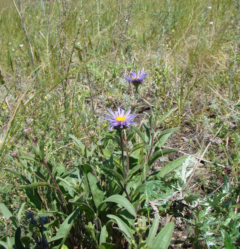 Изображение особи Aster amellus.