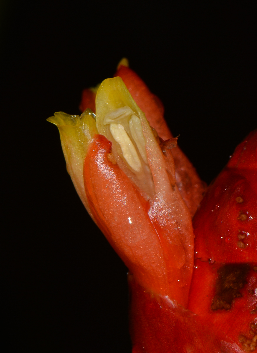 Image of Costus woodsonii specimen.