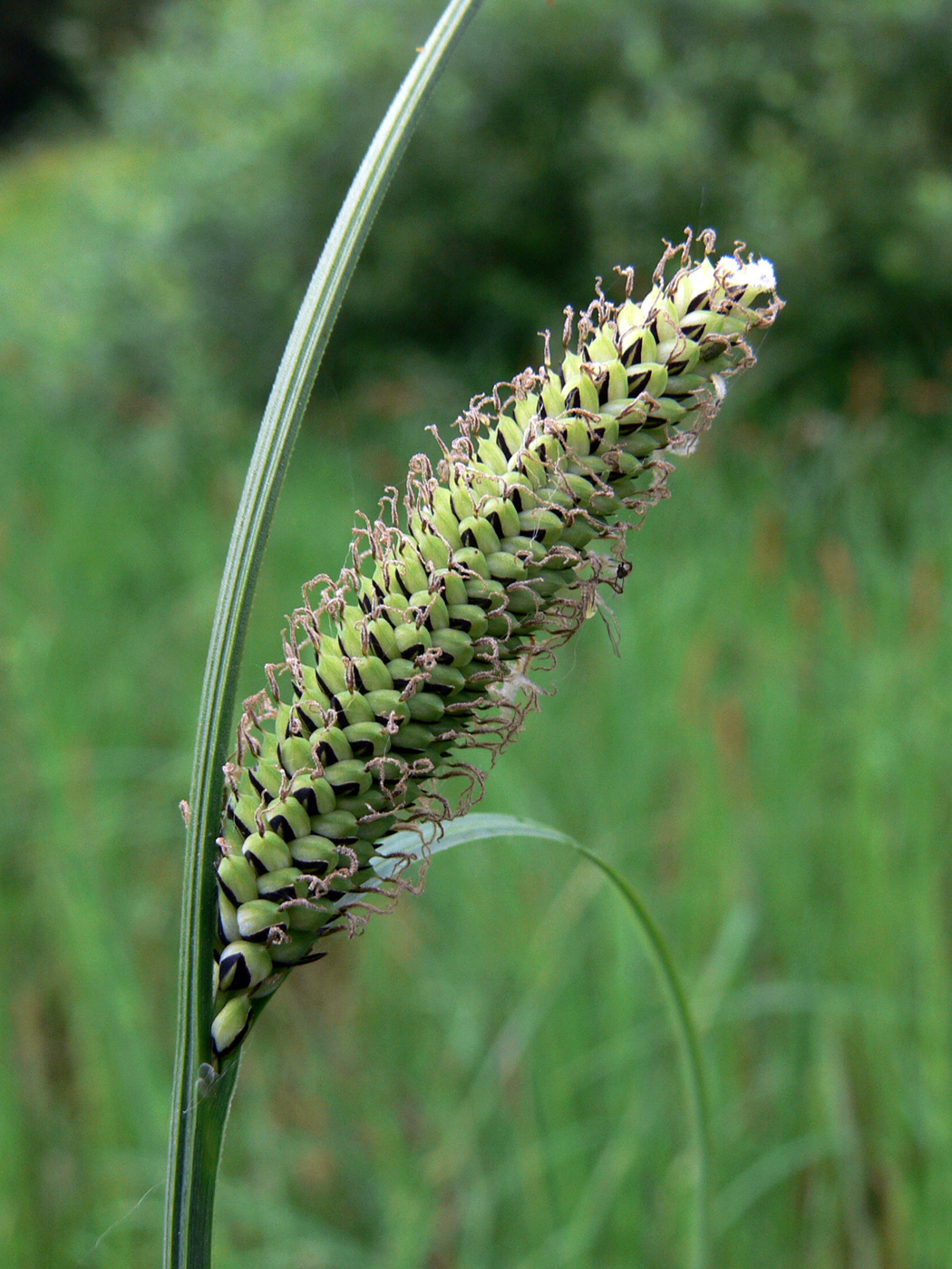 Изображение особи Carex acuta.