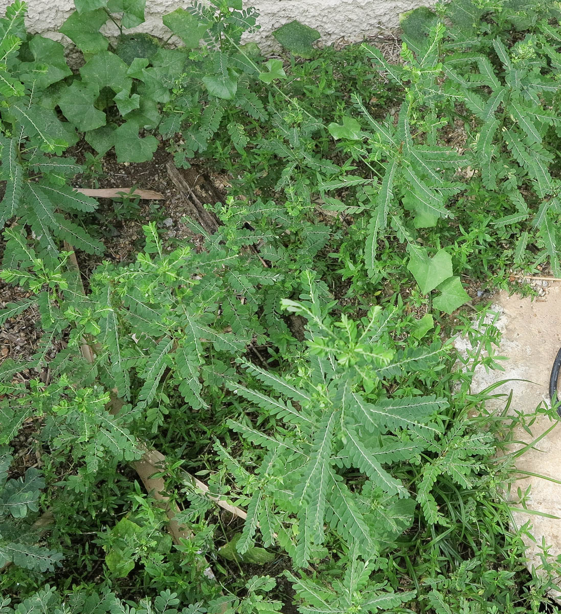 Image of Phyllanthus amarus specimen.