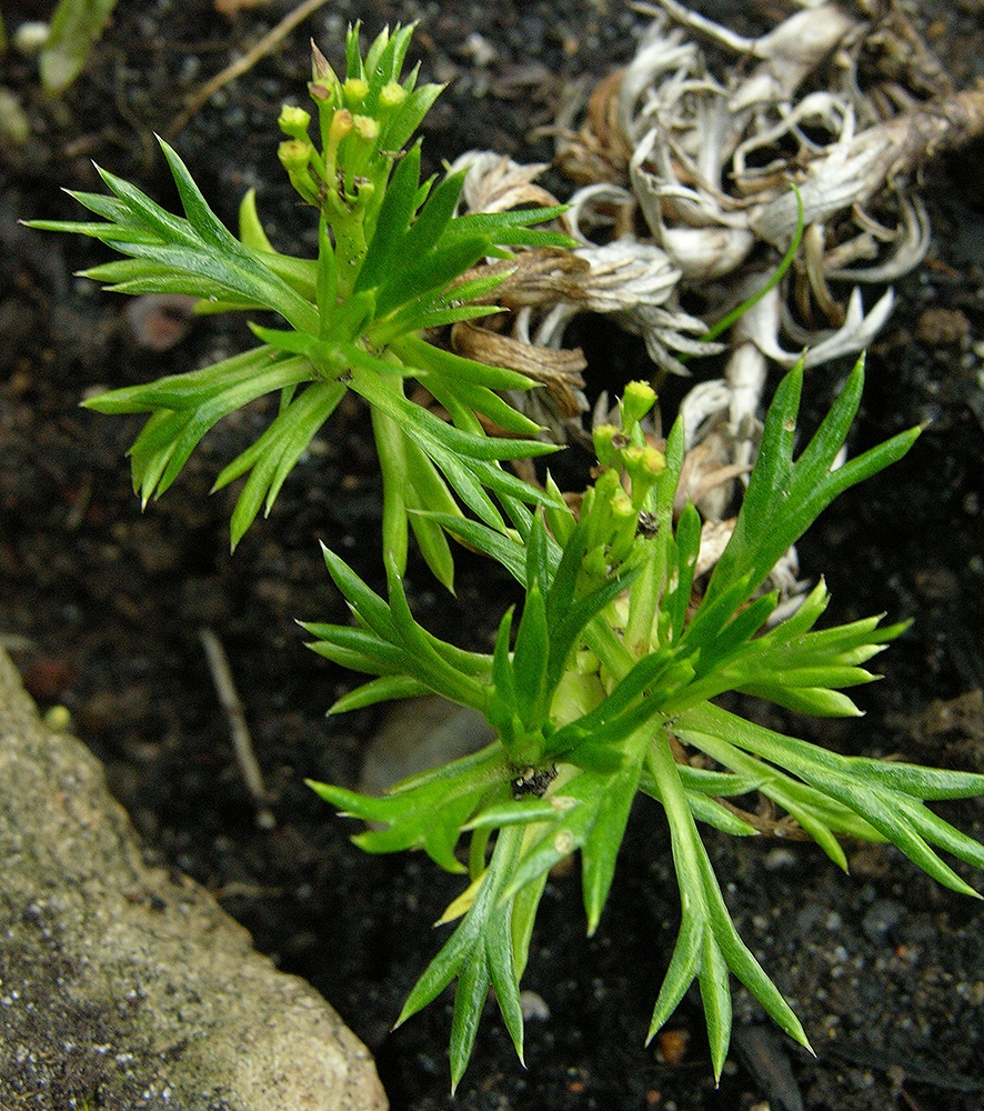 Image of Azorella trifurcata specimen.