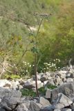 Heracleum ligusticifolium. Зацветающее растение. Горный Крым, Чернореченский каньон, каменная россыпь. 25.04.2017.