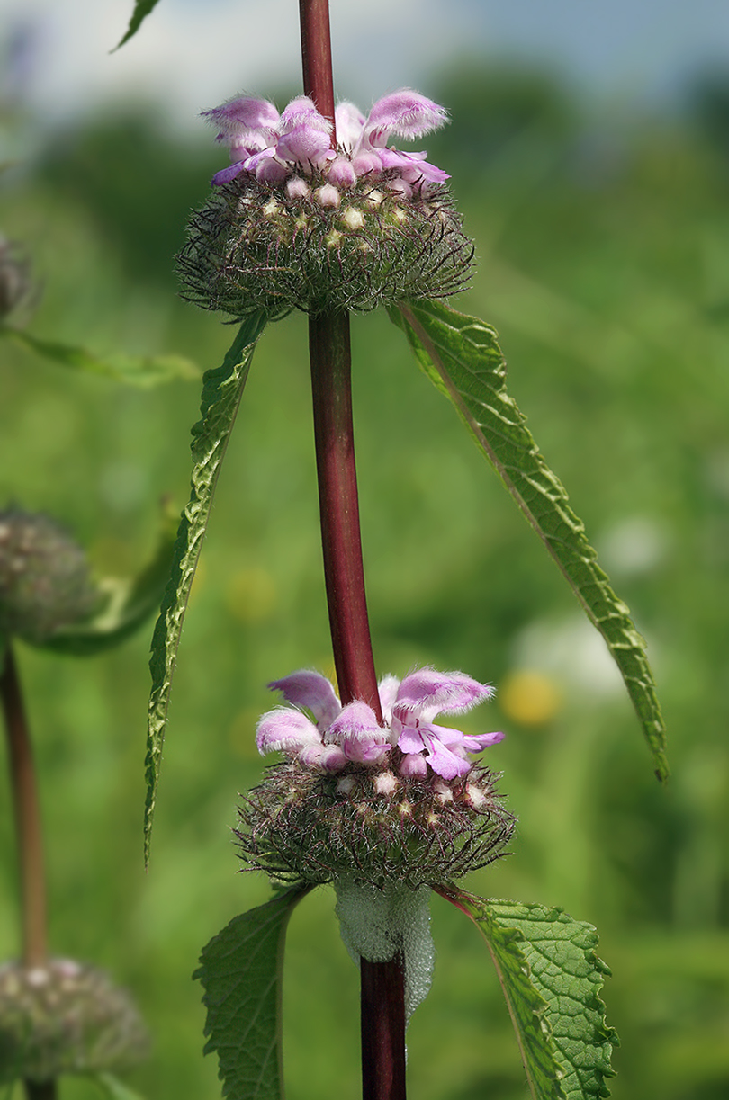 Изображение особи Phlomoides tuberosa.