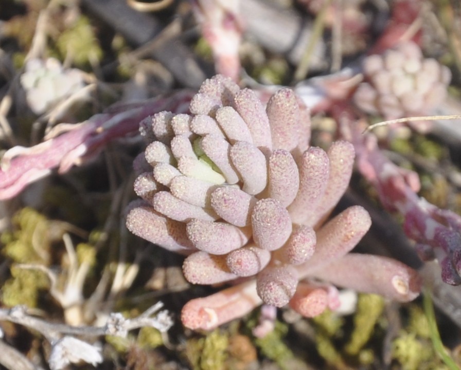 Image of Sedum amplexicaule specimen.