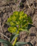 Image of taxon representative. Author is Сергей Одинец