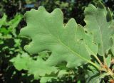 Quercus pubescens. Лист. Краснодарский край, м/о Новороссийск, р-н Шесхарис, склон хр. Маркотх. 12.05.2017.
