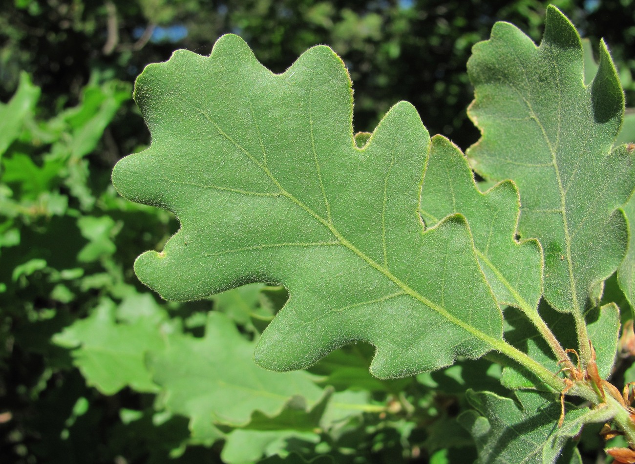 Изображение особи Quercus pubescens.