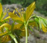 Hypericum maleevii