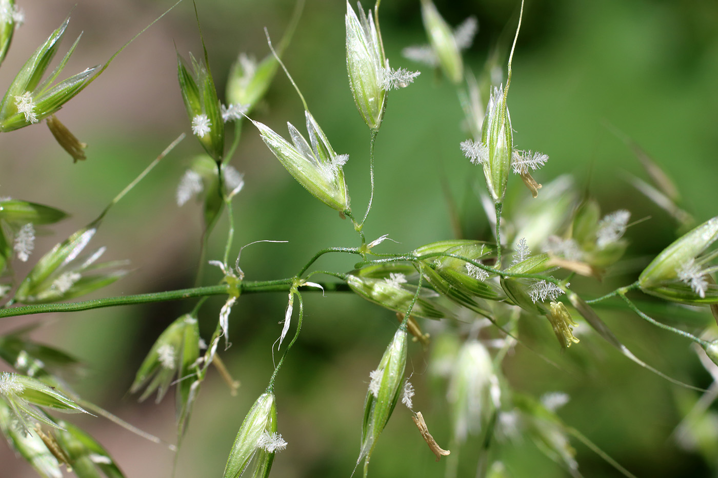 Изображение особи Arrhenatherum elatius.