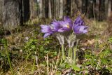 Pulsatilla patens. Цветущее растение. Псковская обл., Себежский р-н, окр. дер. Будкевщина (ок. 2 км к вост.), сосняк травяно-бруснично-зеленомошный. 06.05.2017.