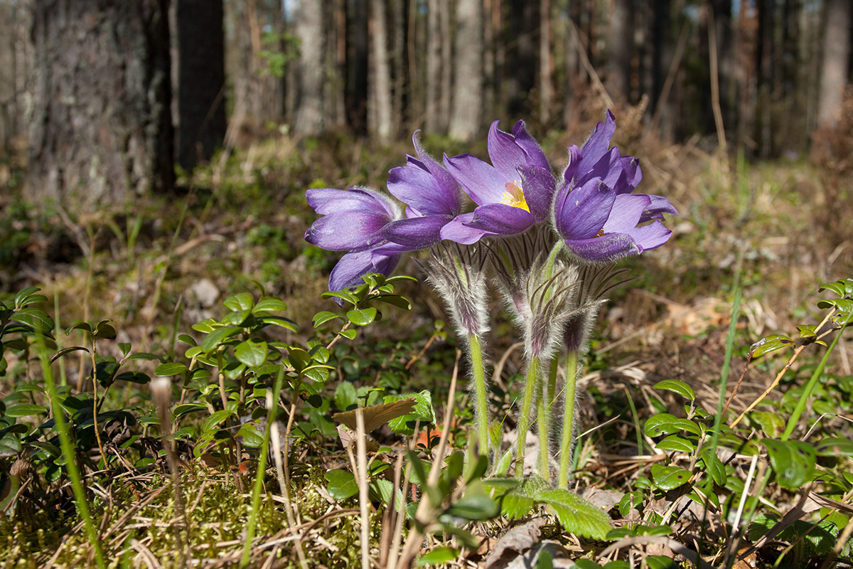 Изображение особи Pulsatilla patens.