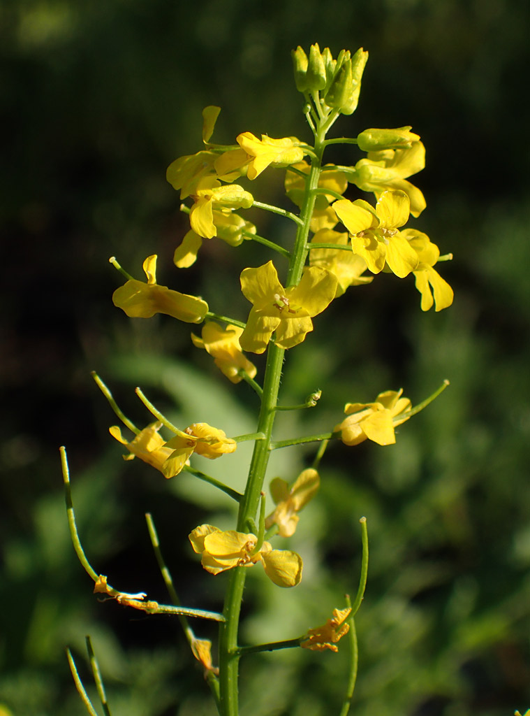 Image of Barbarea arcuata specimen.