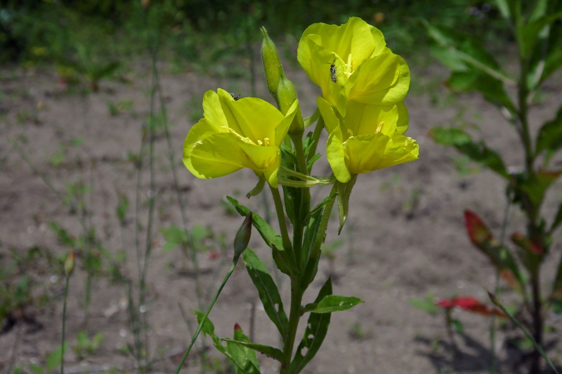 Изображение особи Oenothera biennis.