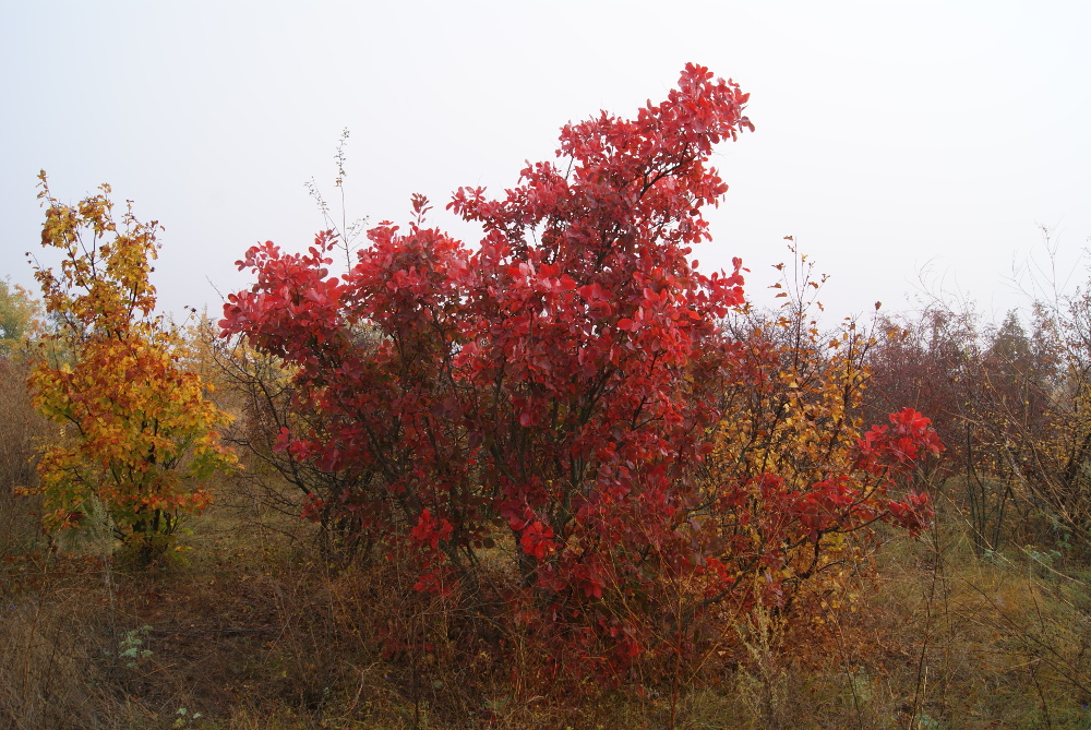 Изображение особи Cotinus coggygria.