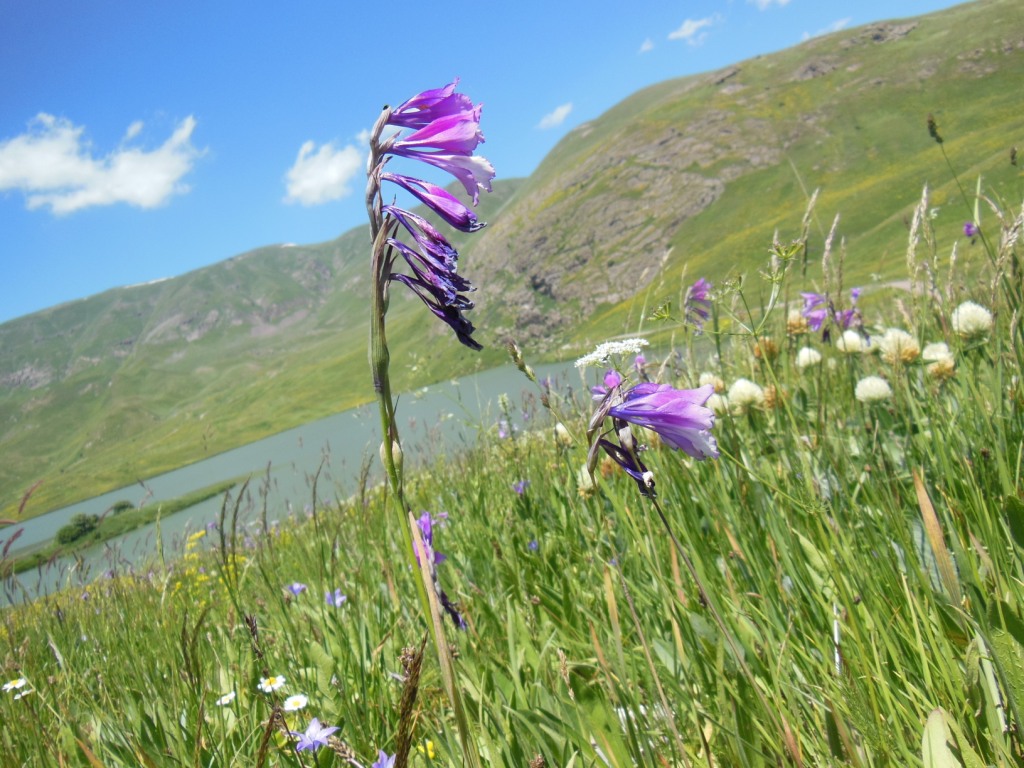 Image of Gladiolus kotschyanus specimen.