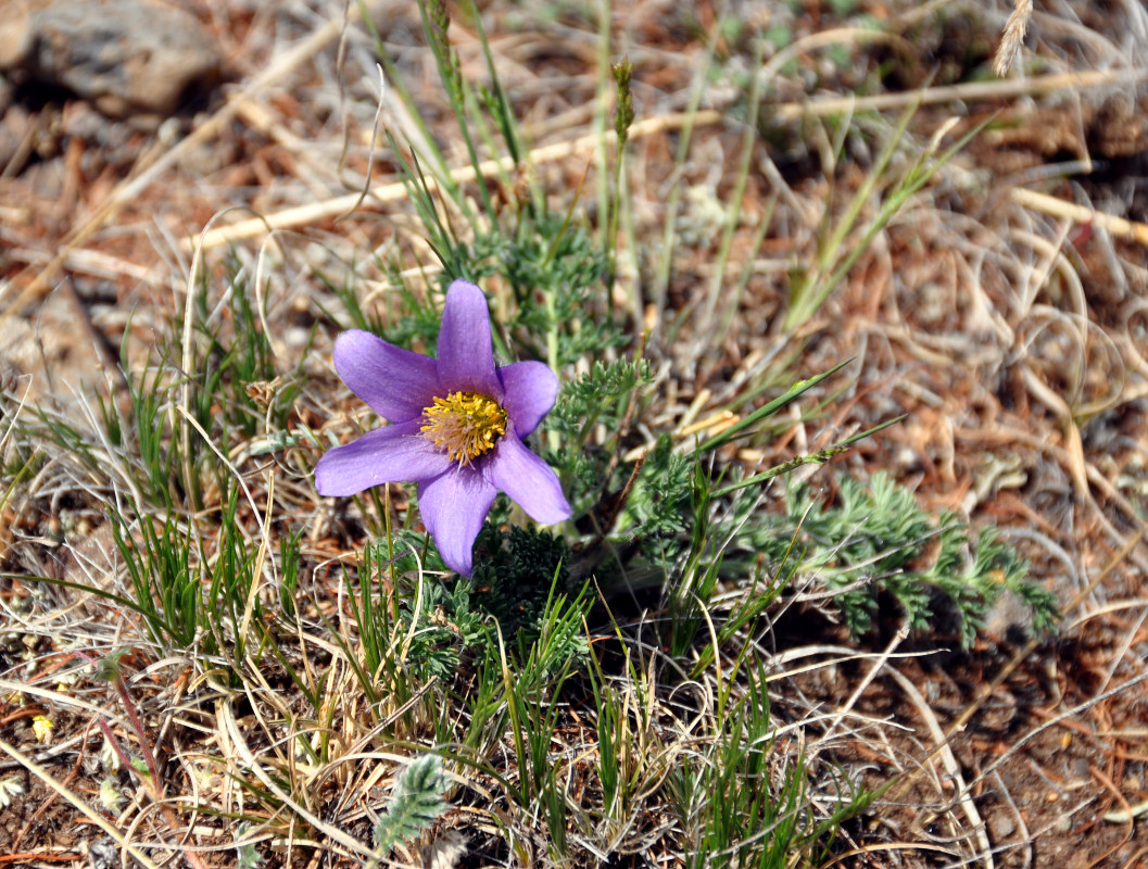 Изображение особи Pulsatilla tenuiloba.