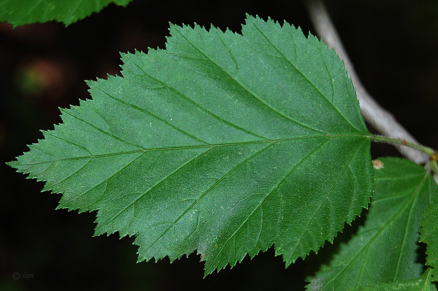 Image of Crataegus submollis specimen.