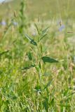 Atriplex patula