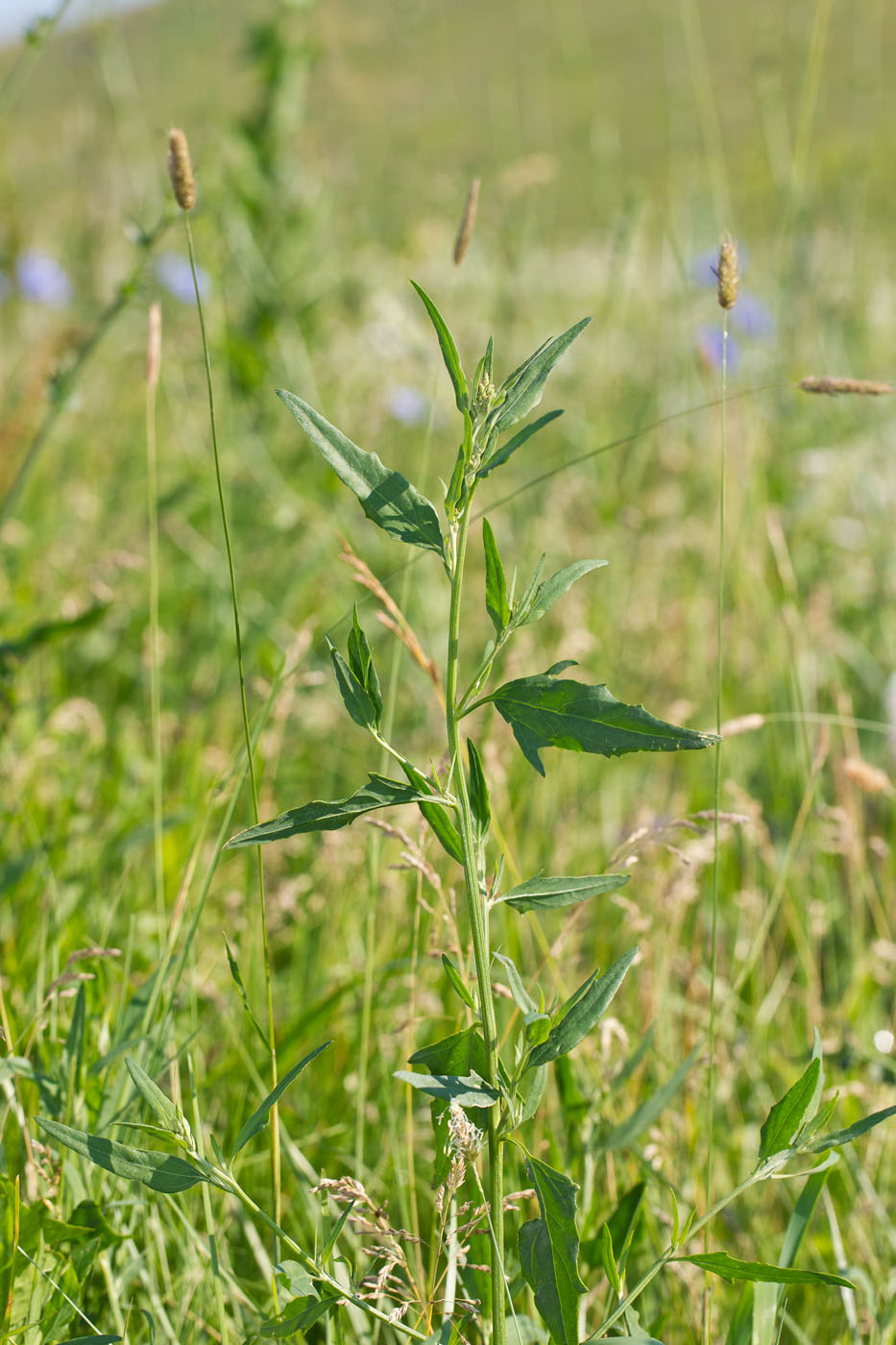 Изображение особи Atriplex patula.