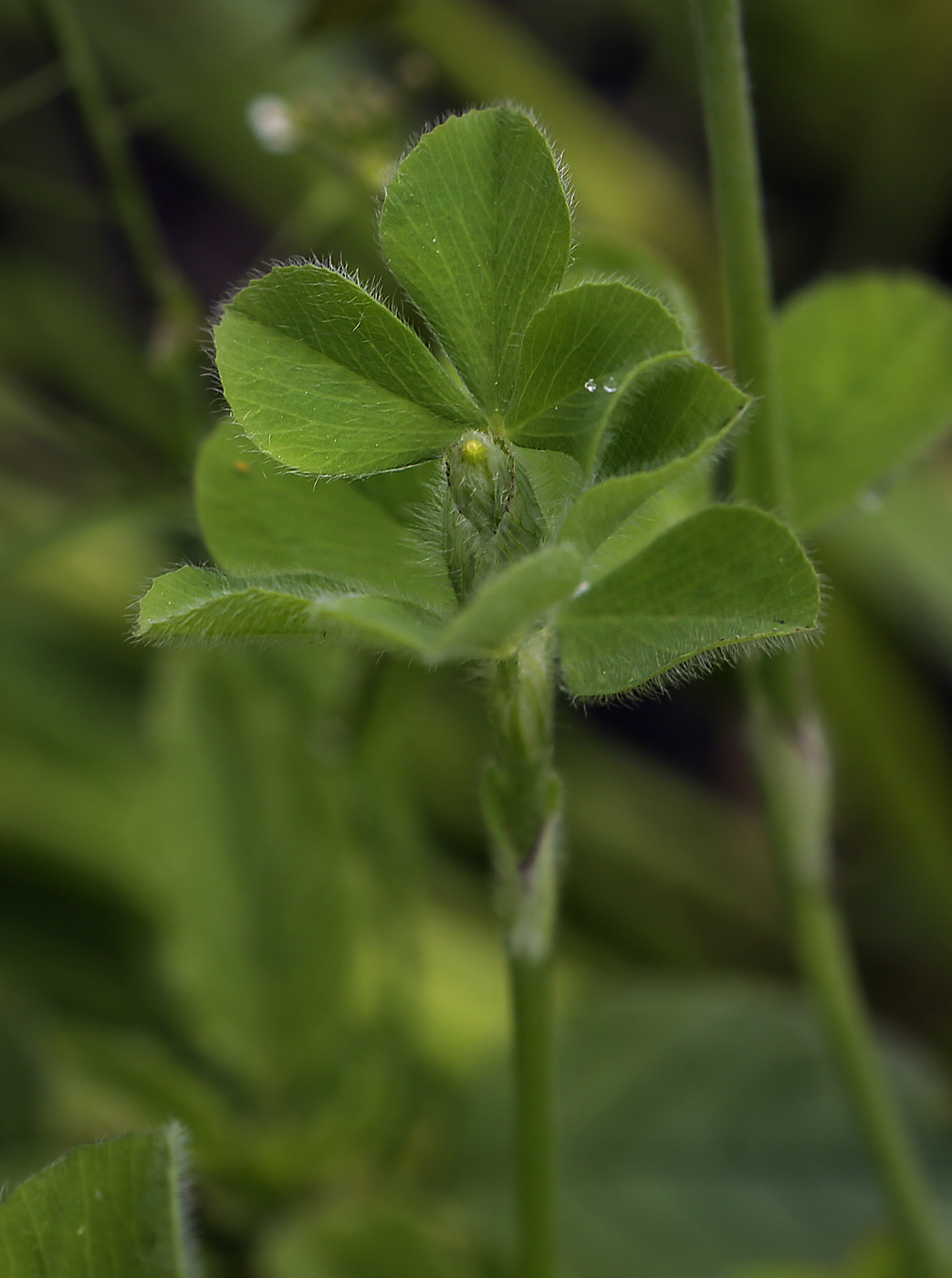 Изображение особи Trifolium incarnatum.