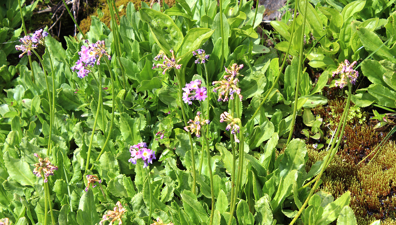 Изображение особи Primula auriculata.