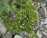 Minuartia inamoena