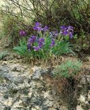 Iris timofejewii. Цветущее растение на краю скалы. Дагестан, с. Гуниб. 23.04.2010.